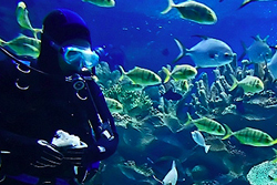 Diving