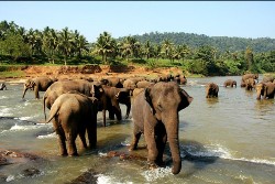 Elephant safari