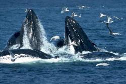 Blue whales